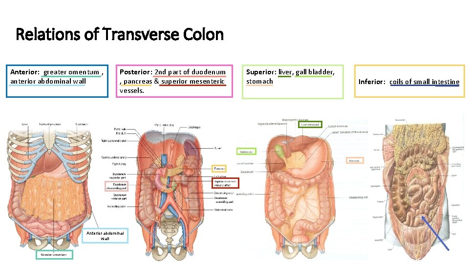 Relations of Transverse Colon Anterior: greater omentum , anterior abdominal wall Posterior: 2 nd