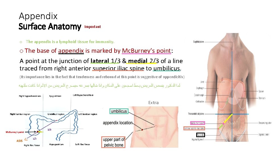 Appendix Surface Anatomy Important o The appendix is a lymphoid tissue for immunity. o