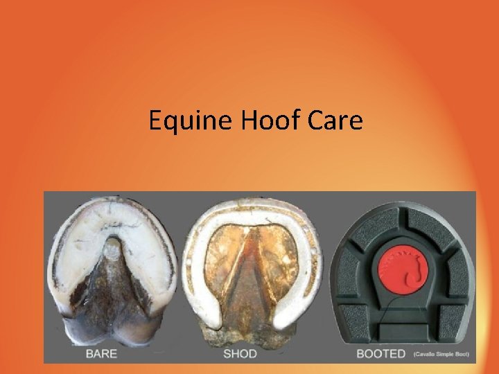 Equine Hoof Care 