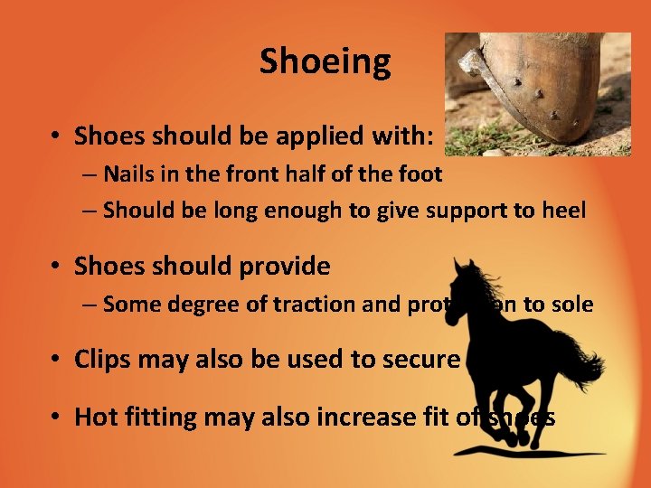 Shoeing • Shoes should be applied with: – Nails in the front half of