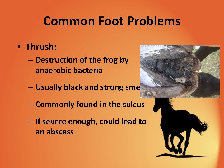 Common Foot Problems • Thrush: – Destruction of the frog by anaerobic bacteria –