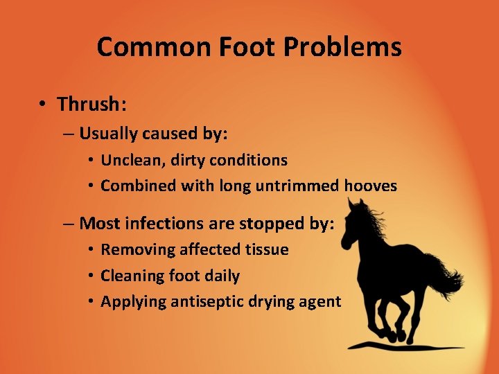 Common Foot Problems • Thrush: – Usually caused by: • Unclean, dirty conditions •