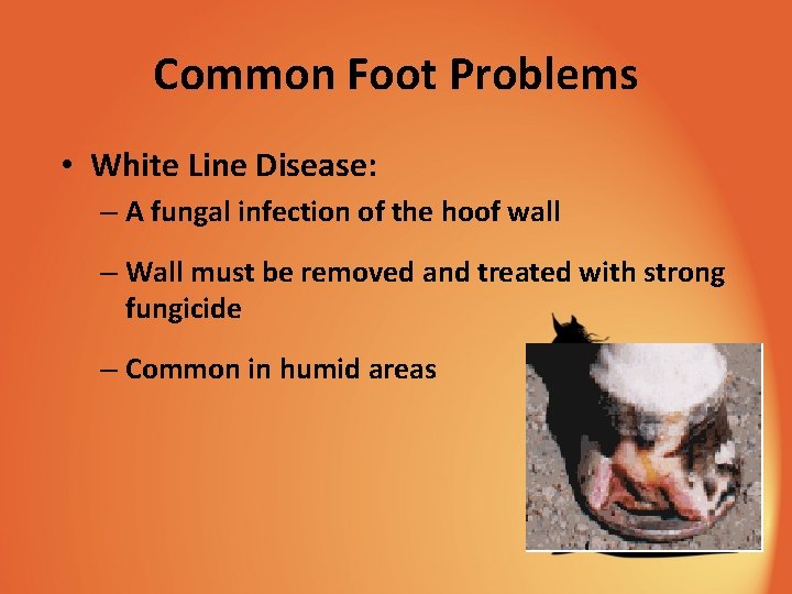 Common Foot Problems • White Line Disease: – A fungal infection of the hoof