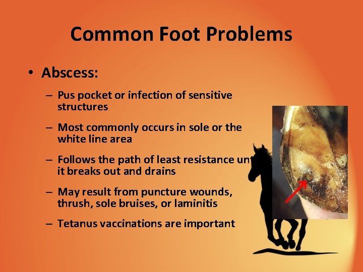 Common Foot Problems • Abscess: – Pus pocket or infection of sensitive structures –