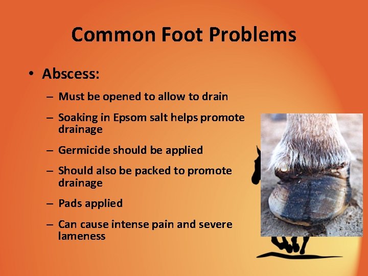 Common Foot Problems • Abscess: – Must be opened to allow to drain –