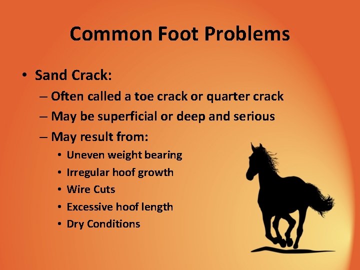 Common Foot Problems • Sand Crack: – Often called a toe crack or quarter
