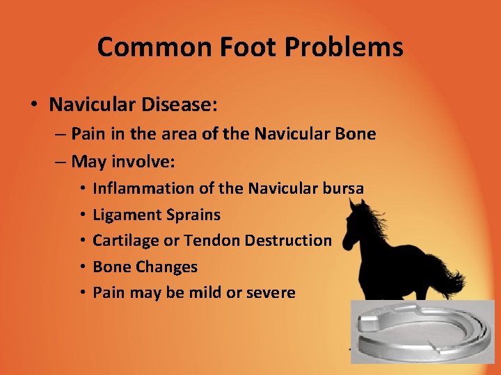 Common Foot Problems • Navicular Disease: – Pain in the area of the Navicular