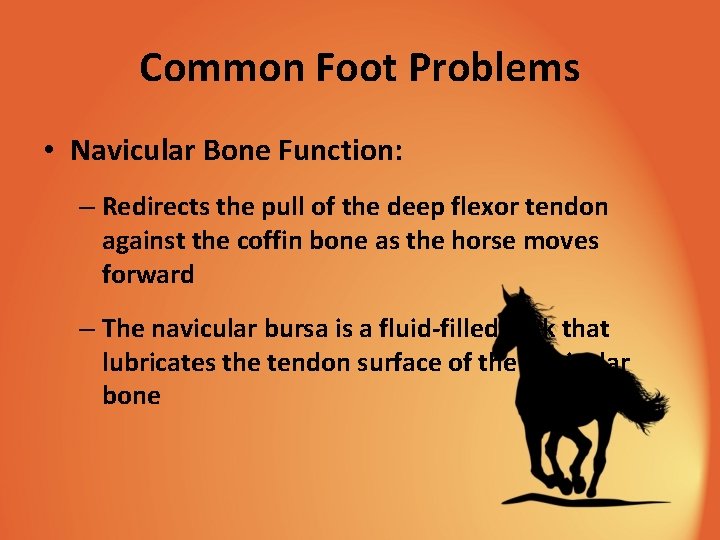 Common Foot Problems • Navicular Bone Function: – Redirects the pull of the deep