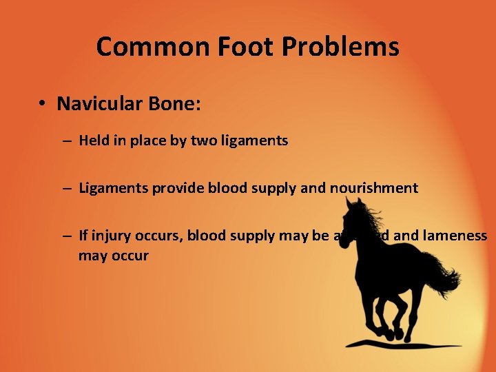 Common Foot Problems • Navicular Bone: – Held in place by two ligaments –