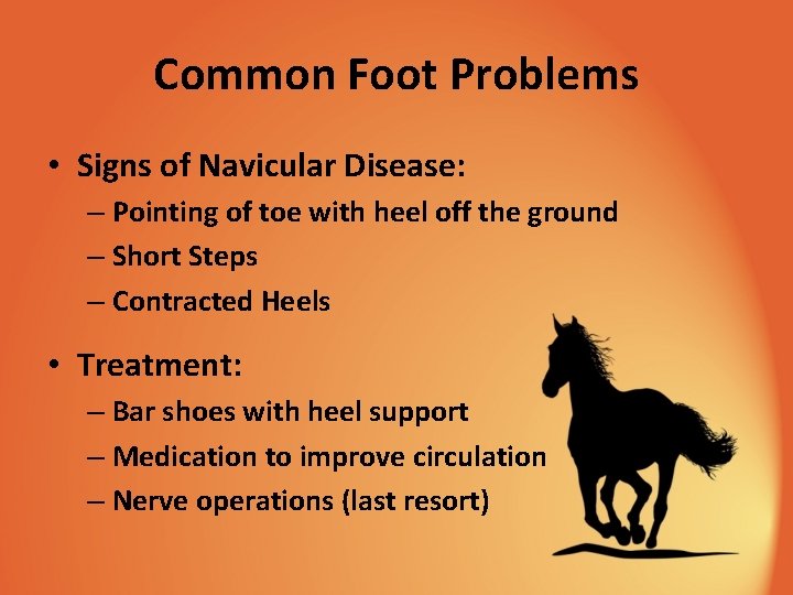 Common Foot Problems • Signs of Navicular Disease: – Pointing of toe with heel