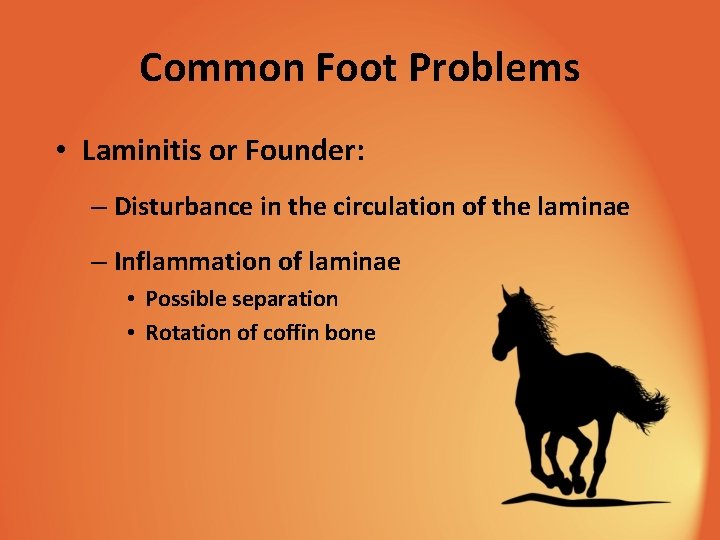 Common Foot Problems • Laminitis or Founder: – Disturbance in the circulation of the