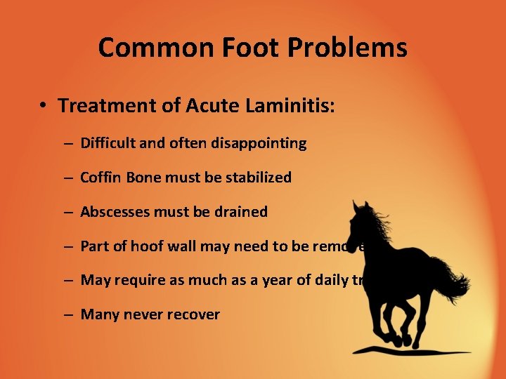 Common Foot Problems • Treatment of Acute Laminitis: – Difficult and often disappointing –