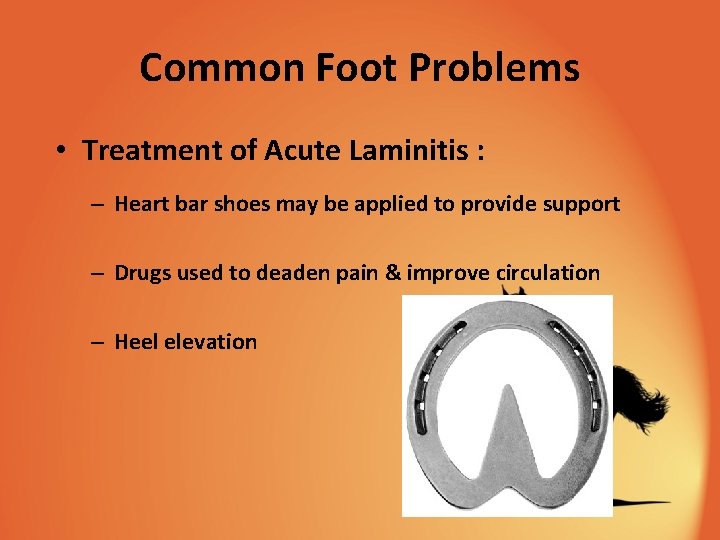 Common Foot Problems • Treatment of Acute Laminitis : – Heart bar shoes may