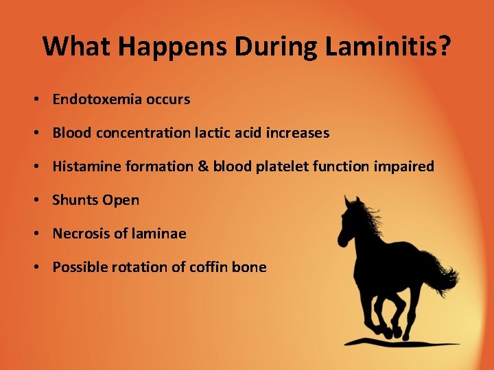 What Happens During Laminitis? • Endotoxemia occurs • Blood concentration lactic acid increases •