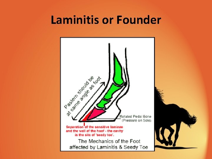 Laminitis or Founder 
