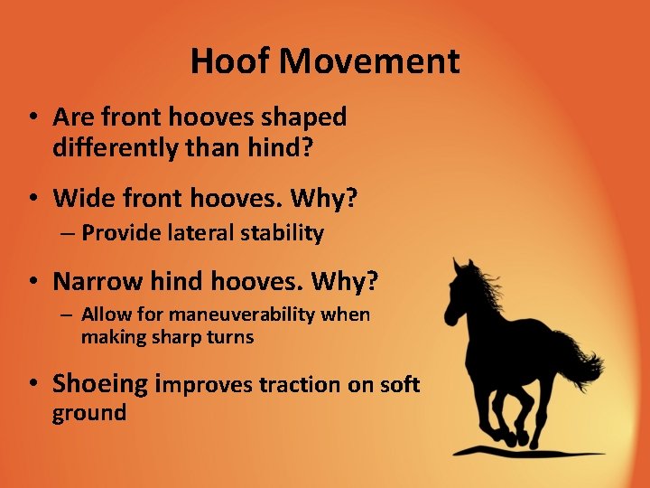 Hoof Movement • Are front hooves shaped differently than hind? • Wide front hooves.