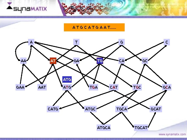 A T G C A T G A A T…… A T AA AT A T G C A T G A A T…… A T AA AT