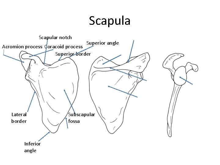 Scapular notch Superior angle Acromion process Coracoid process Superior border Lateral border Inferior angle