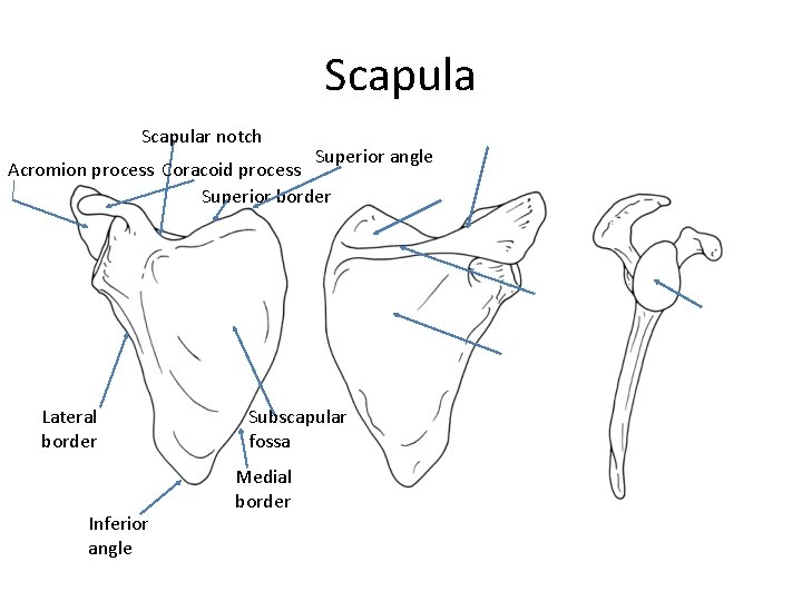 Scapular notch Superior angle Acromion process Coracoid process Superior border Lateral border Inferior angle