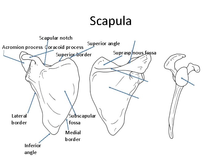 Scapular notch Superior angle Acromion process Coracoid process Supraspinous fossa Superior border Lateral border