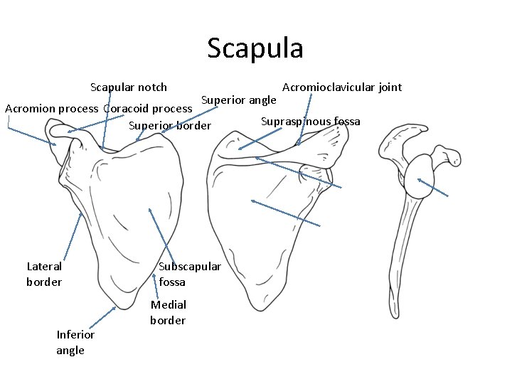 Scapular notch Acromioclavicular joint Superior angle Acromion process Coracoid process Supraspinous fossa Superior border