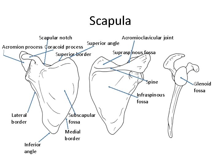 Scapular notch Acromioclavicular joint Superior angle Acromion process Coracoid process Supraspinous fossa Superior border