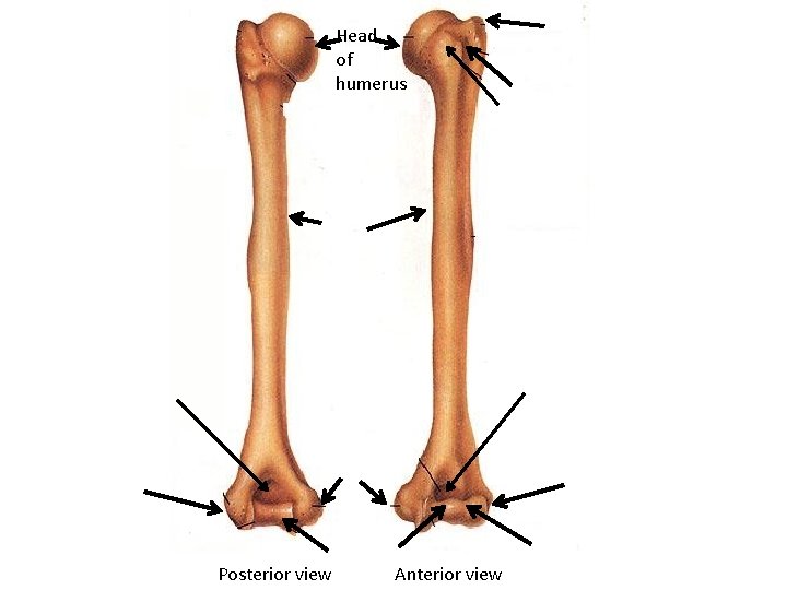 Head of humerus Posterior view Anterior view 