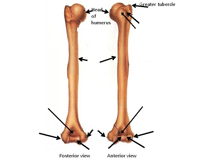 Head of humerus Posterior view Anterior view Greater tubercle 