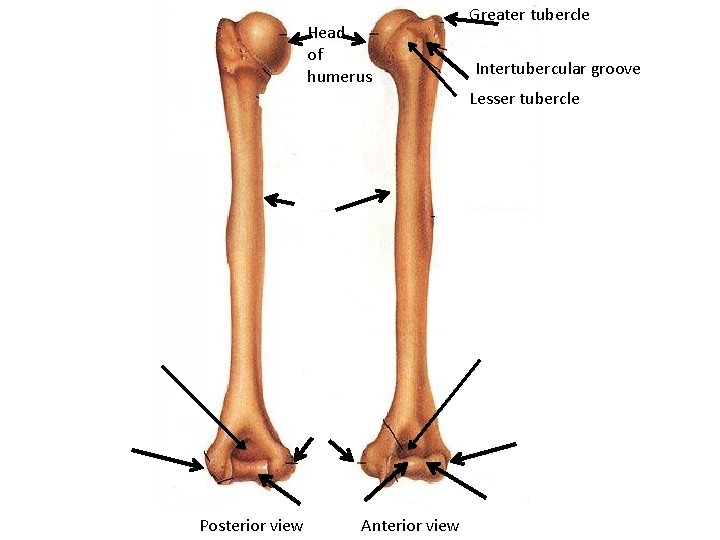 Head of humerus Greater tubercle Intertubercular groove Lesser tubercle Posterior view Anterior view 