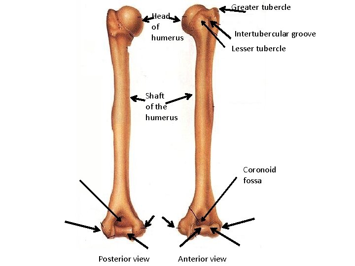 Head of humerus Greater tubercle Intertubercular groove Lesser tubercle Shaft of the humerus Coronoid