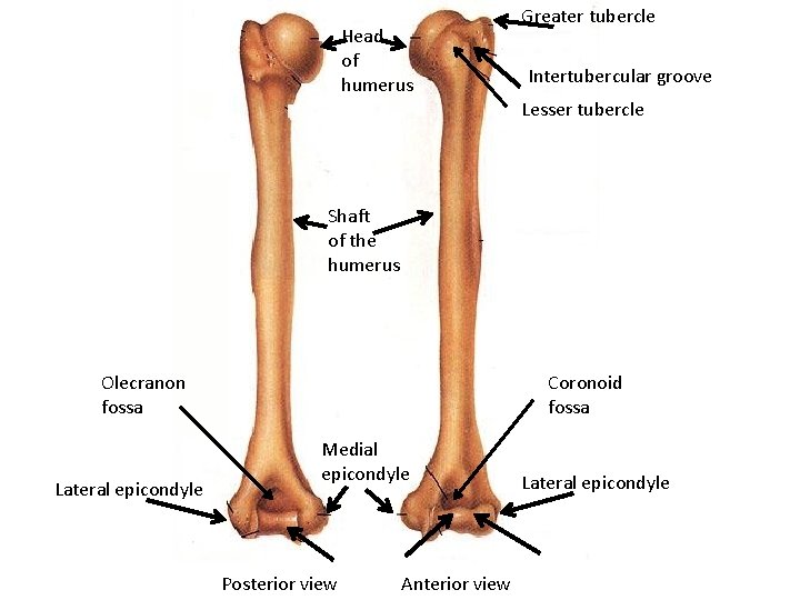 Head of humerus Greater tubercle Intertubercular groove Lesser tubercle Shaft of the humerus Olecranon