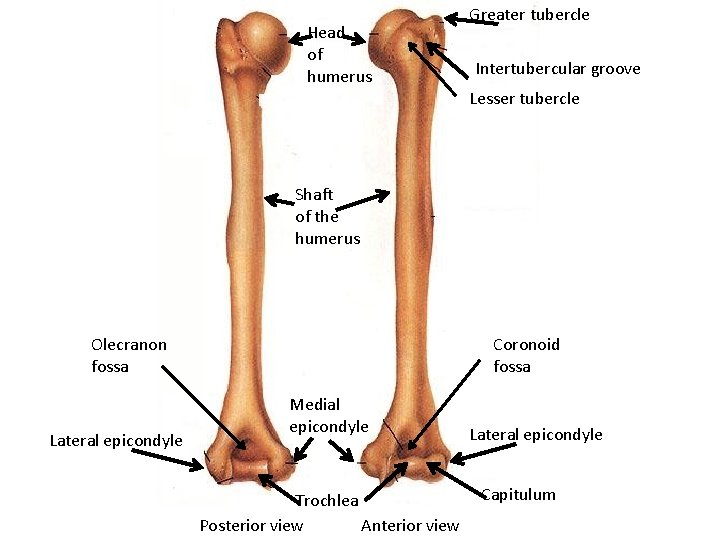 Head of humerus Greater tubercle Intertubercular groove Lesser tubercle Shaft of the humerus Olecranon