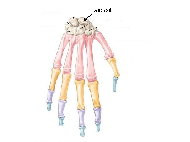 Scaphoid 