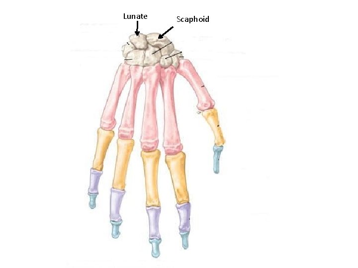 Lunate Scaphoid 