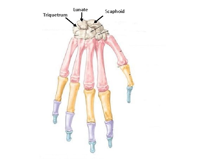 Triquetrum Lunate Scaphoid 