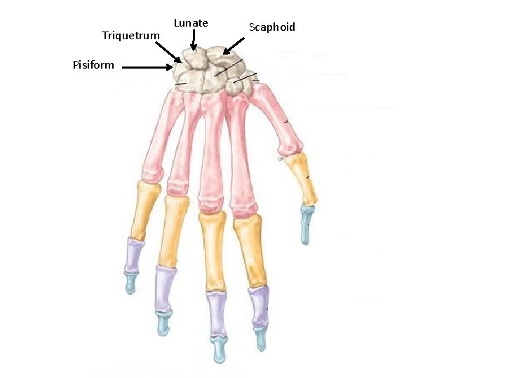 Triquetrum Pisiform Lunate Scaphoid 