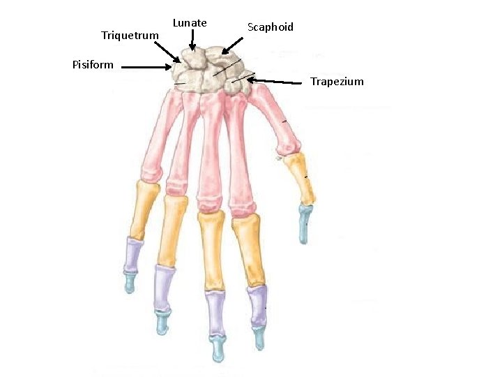 Triquetrum Lunate Scaphoid Pisiform Trapezium 