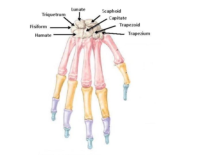 Triquetrum Pisiform Hamate Lunate Scaphoid Capitate Trapezoid Trapezium 