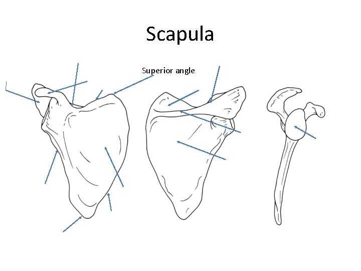 Scapula Superior angle 