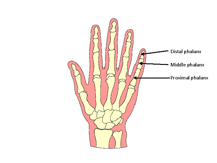 Distal phalanx Middle phalanx Proximal phalanx 