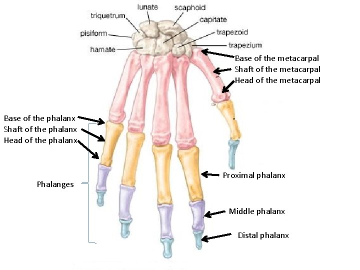 Base of the metacarpal Shaft of the metacarpal Head of the metacarpal Base of