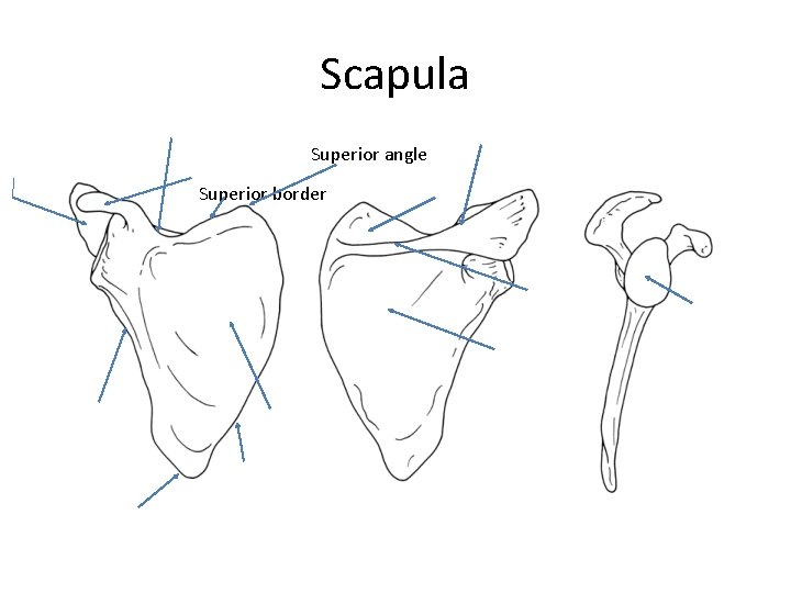 Scapula Superior angle Superior border 