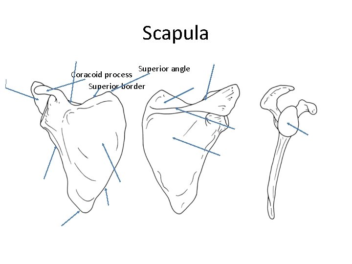 Scapula Superior angle Coracoid process Superior border 