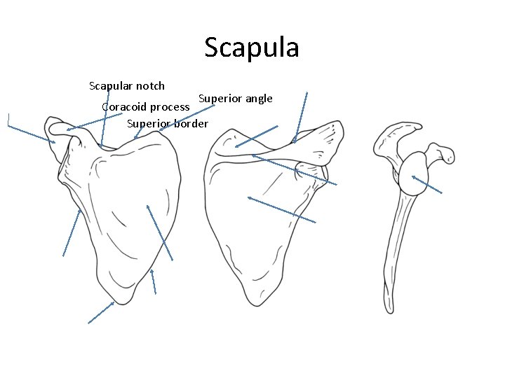 Scapular notch Superior angle Coracoid process Superior border 