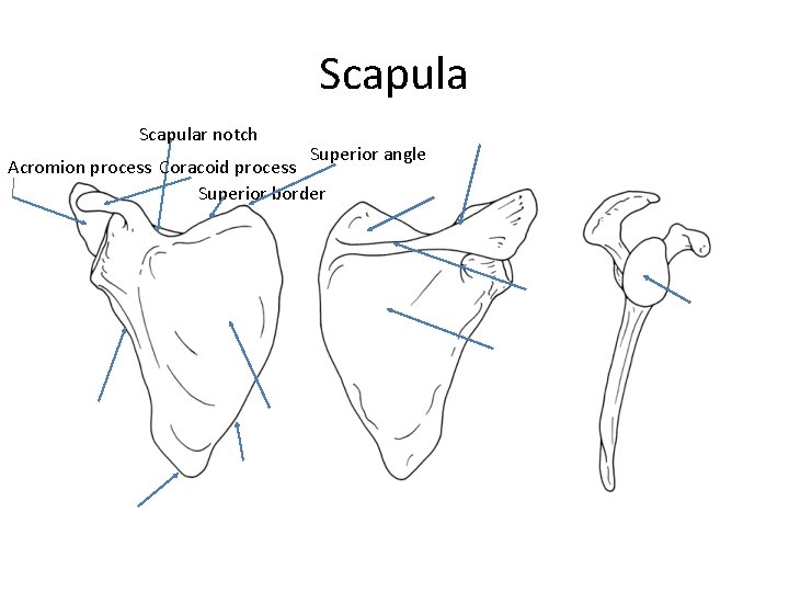 Scapular notch Superior angle Acromion process Coracoid process Superior border 