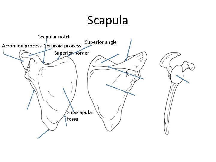 Scapular notch Superior angle Acromion process Coracoid process Superior border Subscapular fossa 