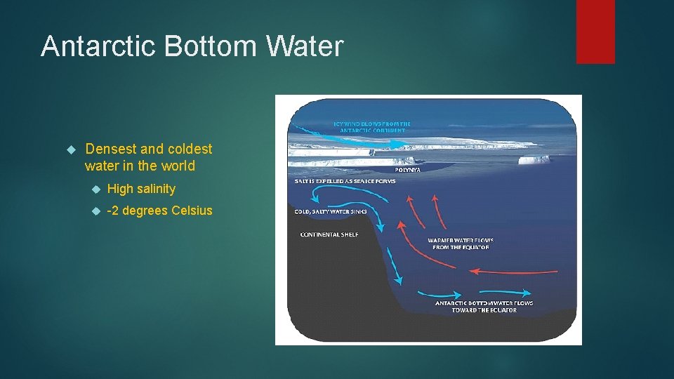 Antarctic Bottom Water Densest and coldest water in the world High salinity -2 degrees