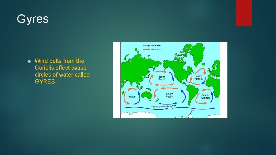 Gyres Wind belts from the Coriolis effect cause circles of water called GYRES 