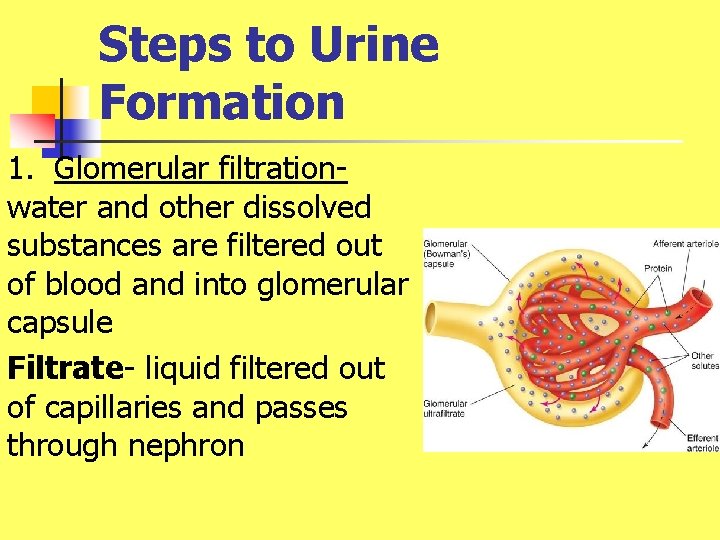 Steps to Urine Formation 1. Glomerular filtrationwater and other dissolved substances are filtered out