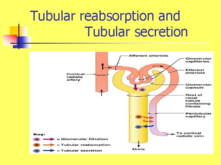 Tubular reabsorption and Tubular secretion 